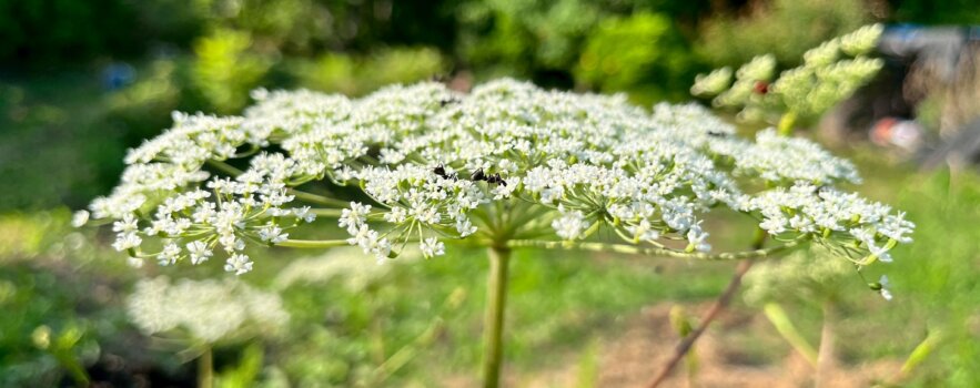 ストレス不妊…37歳の女性