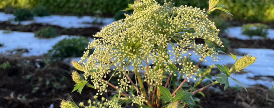 35歳　素直で一生懸命な女性