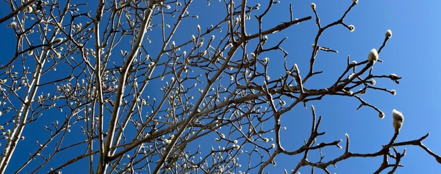 冷え性の原因と漢方薬