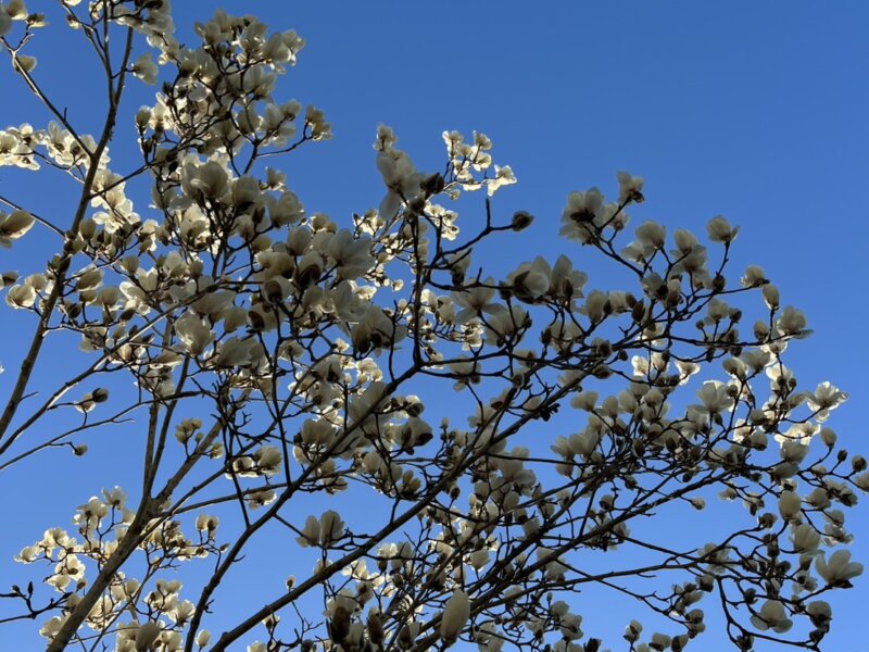 冷え性の原因と漢方薬（最終回）