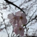 春の不調で、「赤ちゃんができにくい」体質が見つかる(その2)