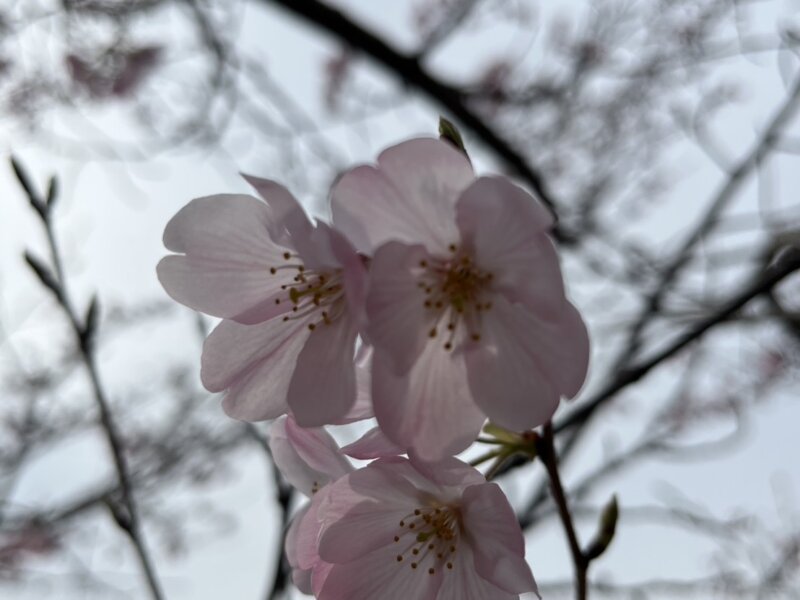 春の不調で、「赤ちゃんができにくい」体質が見つかる(その2)
