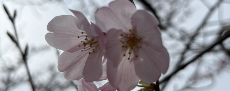 春の不調で、「赤ちゃんができにくい」体質が見つかる(その2)