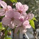 春の不調で赤ちゃんが「できにくい」原因が、見つかる(その3)