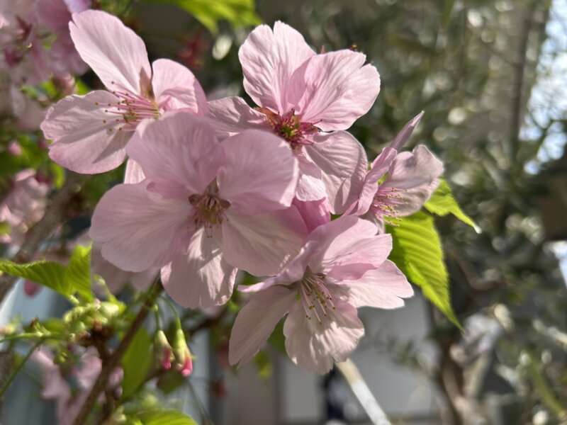 春の不調で赤ちゃんが「できにくい」原因が、見つかる(その3)