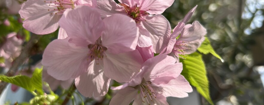 春の不調で赤ちゃんが「できにくい」原因が、見つかる(その3)