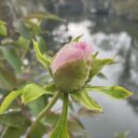 春の不調で赤ちゃんが「できにくい」原因が、見つかる(その4)