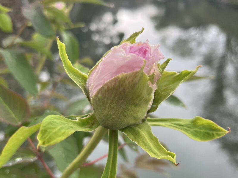 春の不調で赤ちゃんが「できにくい」原因が、見つかる(その4)
