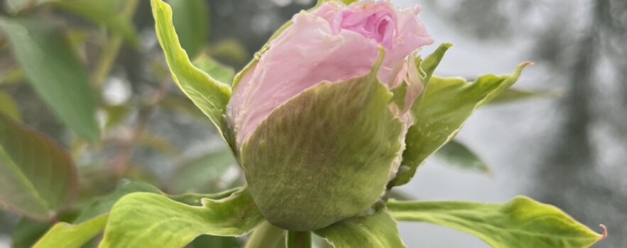 春の不調で赤ちゃんが「できにくい」原因が、見つかる(その4)